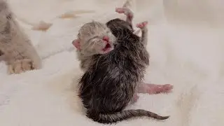 Новорожденные котята мяукают невероятно громко!