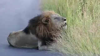 Lion Roaring in the Kruger National Park - Credit Gregory Gillespie