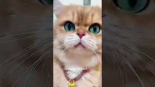 Chaotic Cats & Meows = Instant LOLs! 😂