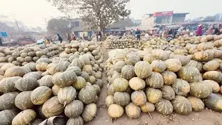 গাদামারা হাটে সবজির দাম প্রচুর সস্তা | Gadamara Haat | Wholesale Vegetable Market in Kolkata |