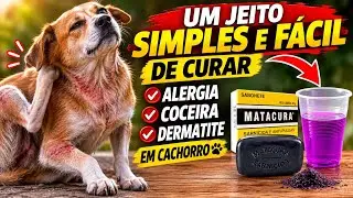 UM JEITO SIMPLES E F&Aacute;CIL DE CURAR ALERGIA, COCEIRA E DERMATITE EM CACHORROS