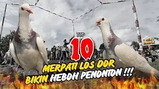 10 TOP MERPATI LOS DOR!!!