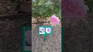 Perfume Passion rose bush Townsville Queens Gardens November 2022