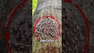 3 гусеницы, которых ни в коем случае нельзя трогать! Номер 1 &mdash; опасный! 😱#животные #насекомые #ко...