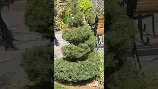 Creating A Spiral Topiary 🌳 #shorts #garden #topiary