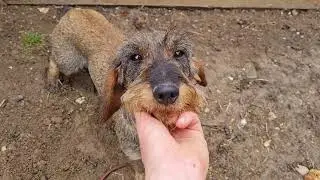 Život s Jazvečíkom 1| Life with a Dachshund 1