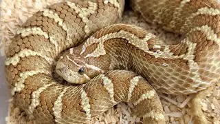 Labor Day 2023 Hognose Collection Update