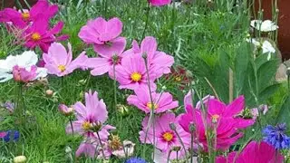 Free packs with summer combo seeds