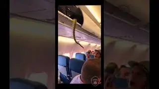 SNAKE on Plane hidden in Overhead Bin Causes PANIC 🔥 #snake #fearofflying #python