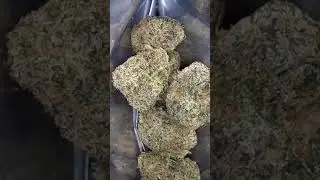 Runtz⛽🔥