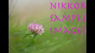 Nikon 105mm f2.8G Macro Lens Sample Images