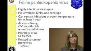 Managing Feline Panleukopenia in a Shelter - Background Info