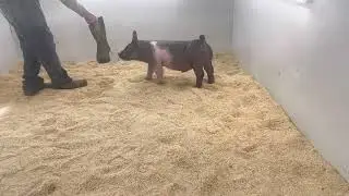 3-1 Boar Dropkick x Dirty Thoughts x Hillbilly Bone
