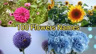 100 Flowers name and pictures | pictures of flowers