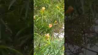 Easy tips to Prepare Oleander Plant at Home for Garden #oleander #planting #gardening