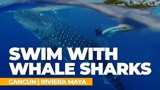 Swim with Whale Sharks Experience Cancun | Live it with Amstar