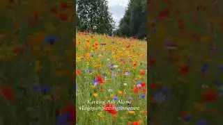 Summer Wild Flowers Meadow di Inggris #enjoysimplethingsinnature with me