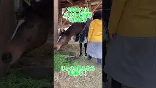 馬と人の背比べ！結果は&hellip; #horse #動物 #shorts  #animals #ライブ切り抜き