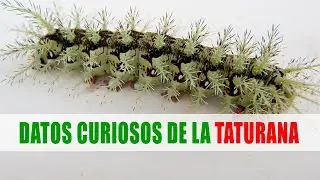 La oruga mas venenosa del mundo: Taturana oblicua&nbsp;(Lonomia obliqua) | Datos curiosos de animales