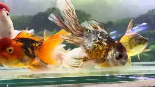 Parte 3/4 vejam todos os peixes da loja em 23/1