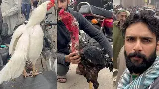 Aseel Murghy Itwar bazaar mandi mein | shamoo alseel | Heera Murgha | Ganju Breed