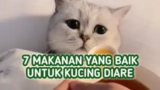 7 Makanan yang Baik dan Cocok untuk Kucing Diare