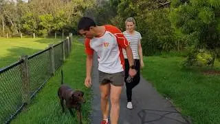 German Short Haired Pointer Trained To Stay Away From Snakes - GSP Training For Snakes