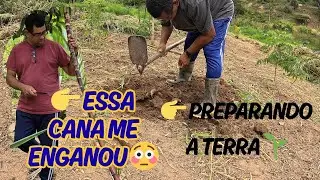 Café, banana, canela e uma cana dura demais pra acreditar 😅preparando a terra da mandioca
