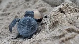 C&oacute;mo salvar a las tortugas marinas