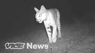 Trump&rsquo;s Border Wall Is Threatening Endangered Species