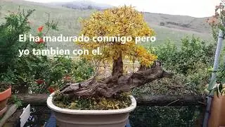 Evolución de mi granado bonsai.