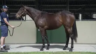 Lot 8 Lean Mean Machine x Bound To Blush filly - RA & JE Ferguson
