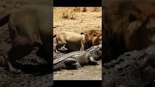 A tiger attacks on crocodile #viral #comedy #lionnation #yt #ai #youtubecoppa #yeeha #chimix #ynf