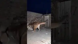 🐯💨 When the fierce tiger turns around and reveals its powerful roar #wildlife #tiger #nature