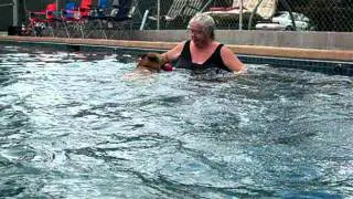 Warm Water Dog Swimming For Dogs & Their Owners