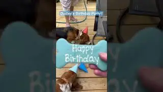 Scenes from this weekend&rsquo;s blowout birthday party for Dudley!  #dudleythebasset #lifewithdogs