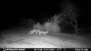 Prey on Jacques rd