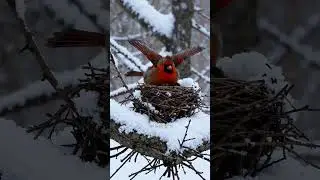 Снежное укрытие матери Кардинала ❄ Охрана своего гнезда | #Motherlove #cardinal #winter