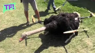 This FLYING OSTRICH DRONE is the kookiest thing you&rsquo;ll see all day