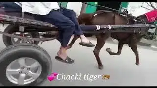 Swabi Horse Race Try 2021 Peshawar Horse Race Try Pakistani Tonga Racers Official