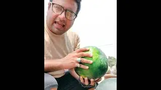 How to Pick the Best Watermelon Every Time in Pakistan | URDU | کچا تربوز پکا تربوز