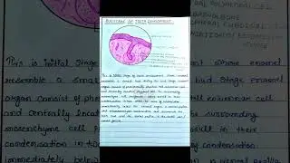 Bud Stage Of Tooth development #bds #bdshorts #dentist #notesmbbs #notes #trendingshorts #trending