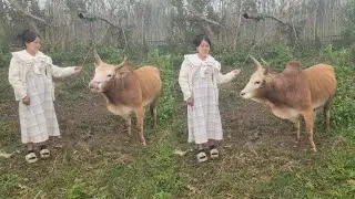 yuav muab wb tus nyuj no tua noj rau hnub peb rov los xau tsoob 