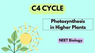 The C4 Pathway or C4 Cycle. Hatch and Slack Pathway. Photosynthesis in Higher Plants. 