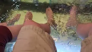 Fish doctor  aggressive care