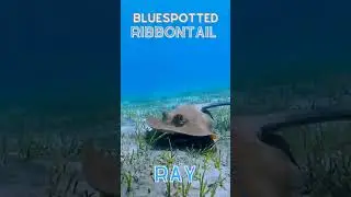Blue Spotted Ribbontail Ray #kidslearning #stingray #shorts #kids #oceancreatures