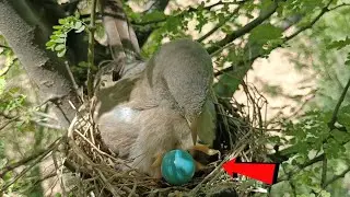 Baby cuckoo bird is trying to drop an egg @birdswithme107