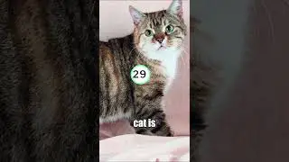 3 Fun Facts about Cats #cat #facts #trivia Part 10