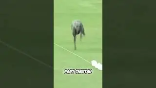 Fastest Dog EVER? Greyhound's Insane Speed Will Shock You!