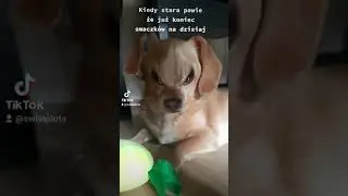 Głowa puchnie z nerw&oacute;w #dog #funny #pies #śmieszne #video #viral #tiktok #dogs #doglife #shorts